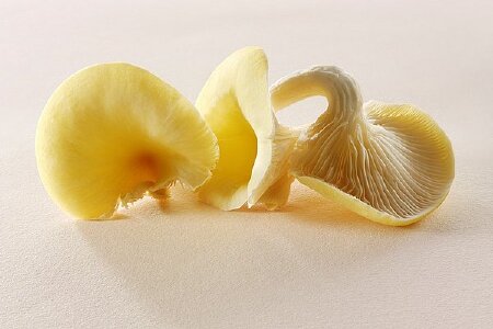 food_picture