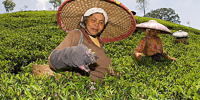 大鄣山茶