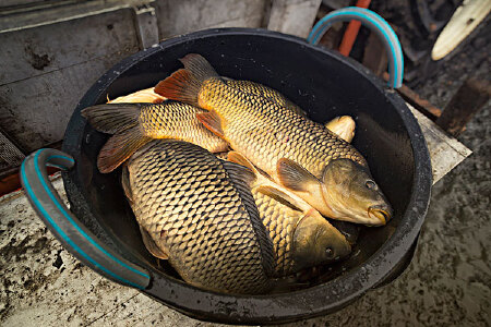 food_picture