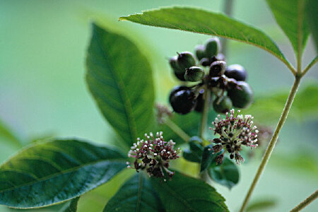 food_picture