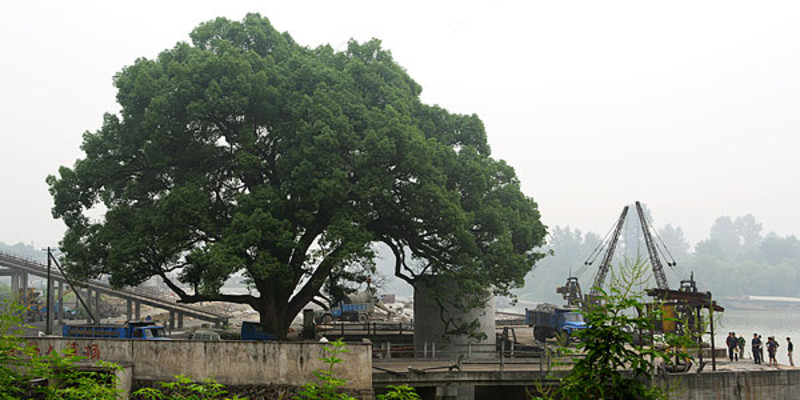 崂山棍