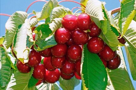 food_picture