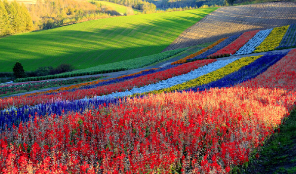 夏天去北海道怎么样_夏天去北海道好吗_夏天