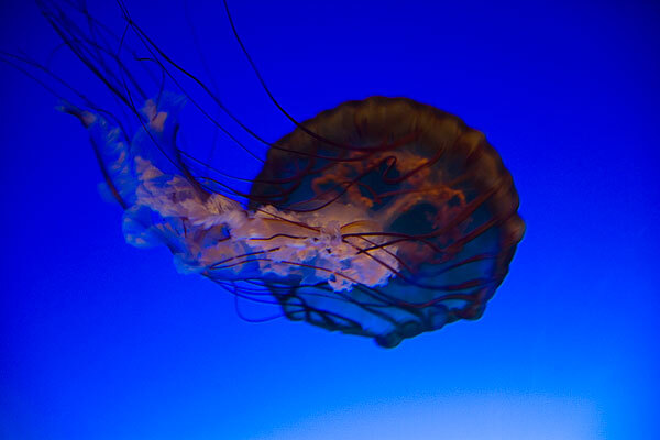 从香港又一城到香港海洋公园地图_从香港又一