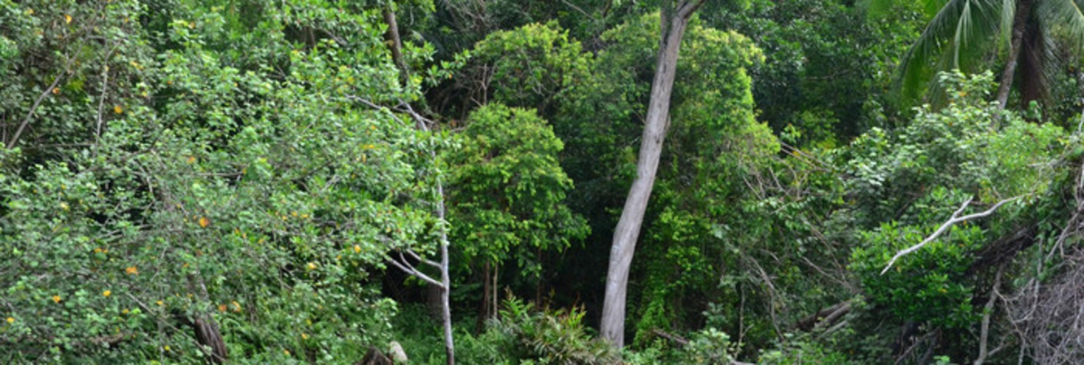 民丹岛的红树林