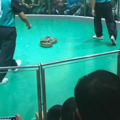 毒蛇表演