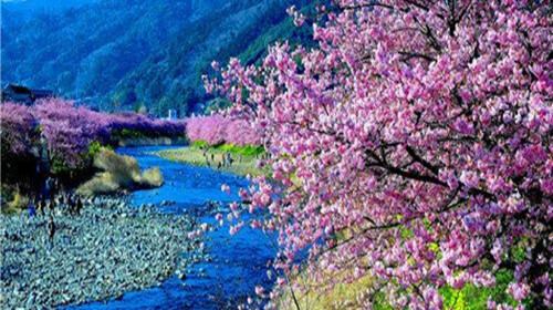 河津樱花