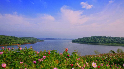  东莞浪漫松山湖-梦幻百花洲赏花体验1日游>赏花休闲游