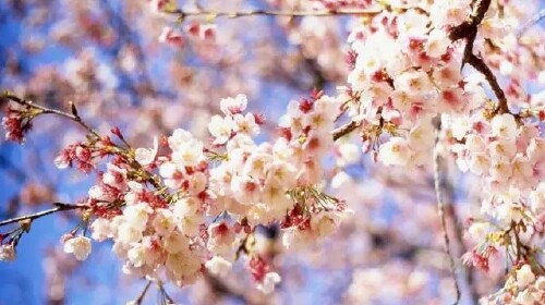 日本东京-富士山-大阪6日游 两晚日式温泉酒店