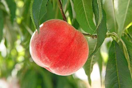 food_picture