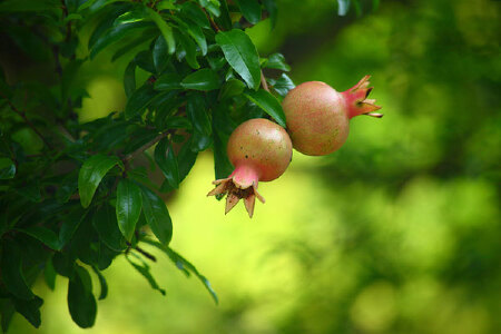food_picture
