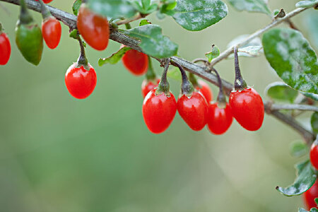 food_picture