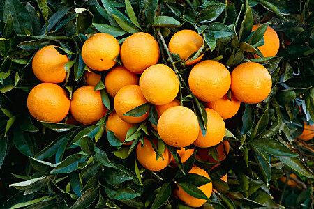 food_picture