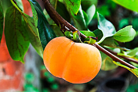 food_picture