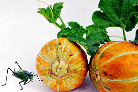 food_picture