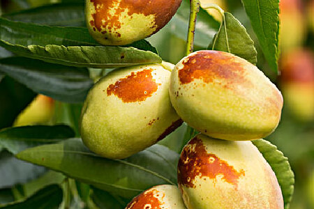 food_picture