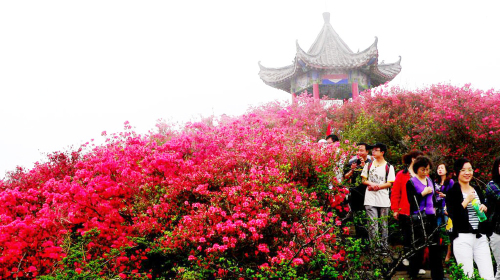  麻城-龟峰山杜鹃赏花1日游>麻城杜鹃甲天下 拍照绝佳