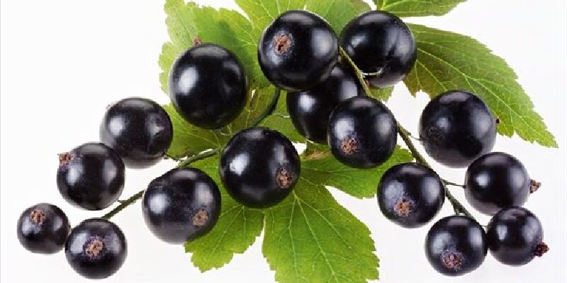 黑豆果价格_专卖店_哪里买