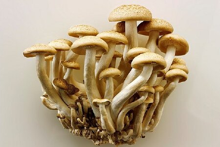food_picture