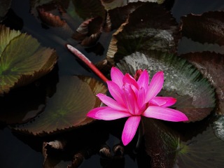 廈門(mén)自由行還是跟團(tuán)好_廈門(mén)游特價(jià)團(tuán)_廈門(mén)八月份旅游