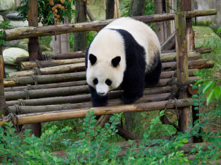 成都旅游需要多少錢(qián)_成都游跟團(tuán)多少錢(qián)_跟團(tuán)成都游價(jià)格