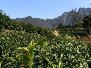 [五一] 桃花潭-渣济-太平湖栈道-猴坑2日游>品太平湖鱼宴会,尝徽州