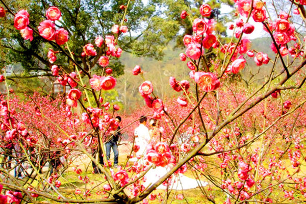 【2016青岛十梅庵梅花节】_2016青岛十梅庵梅花节时间