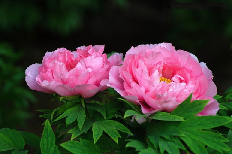 【国际牡丹园门票价格】2018洛阳国际牡丹园