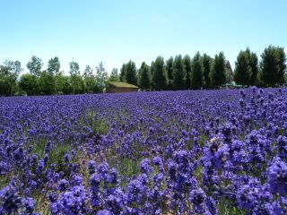 北海道跟团游的报价_最近北海道旅游_北海道旅游好的团