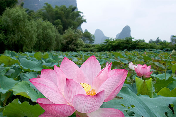 【2016广西贵港荷花节】_2016广西贵港荷花