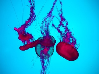 多伦多是哪个国家的_多伦多在哪里_多伦多攻