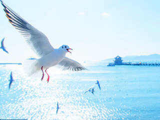 青島半自由行_青島自由行旅游團(tuán)_到青島旅游多少錢(qián)
