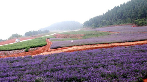 景点:香山寿香谷 中国香山寿香谷,位于德阳旌阳区和新镇葳螺山省级