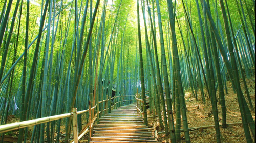  春游踏青季四明山大竹海-东钱湖赏花2日游>宿五星,门票全含,夜游南塘