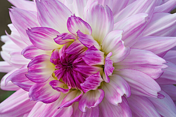 【2016深圳洪湖公园荷花节】_2016深圳洪湖