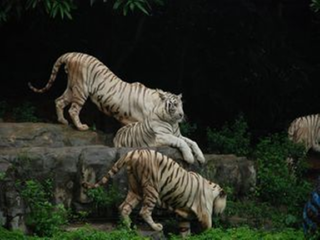 廣州長隆野生動物園半自助游_廣州長隆野生動物園自由游價格多少_廣州長隆野生動物園自由行組團