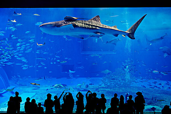 渑池县到冲绳旅游_渑池县到冲绳交通_渑池县