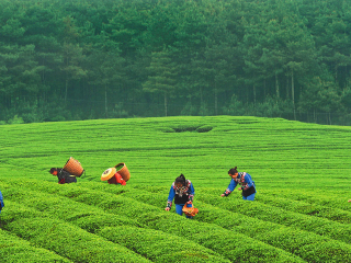  贵州铜仁苗王城万亩茶园-梵净山2日游>采春茶 登山揽胜 玩转周末