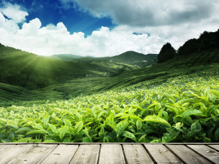  贵州铜仁苗王城万亩茶园-梵净山2日游>采春茶 登山揽胜 玩转周末