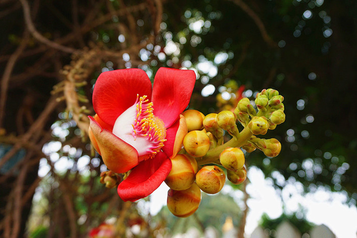 这是在金边大皇宫看到的无忧花,也有人叫其花为菩萨花.