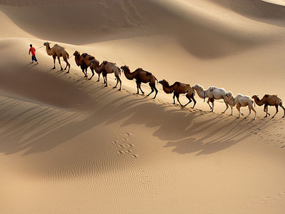 库木塔格沙漠驼队1