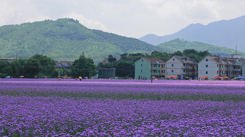 浙江南尖岩-千佛山-荻浦花海-龙游石窟3日跟团游>玩转江南小九寨