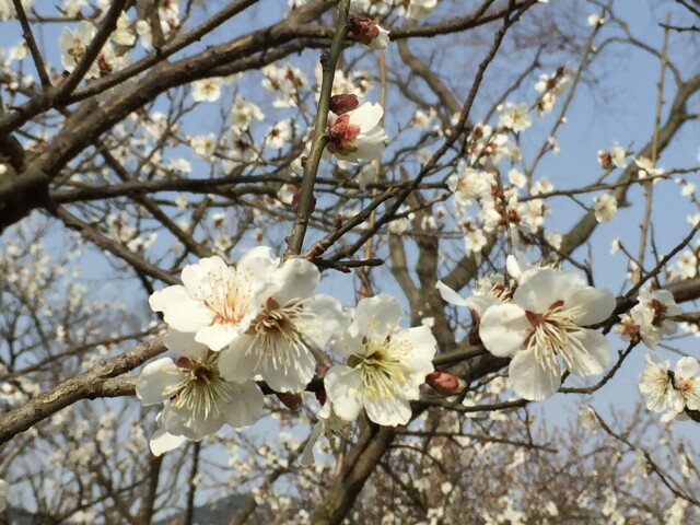 今年又新莘庄梅园),今年看到途牛有苏州光福香雪海梅花节-斜塘