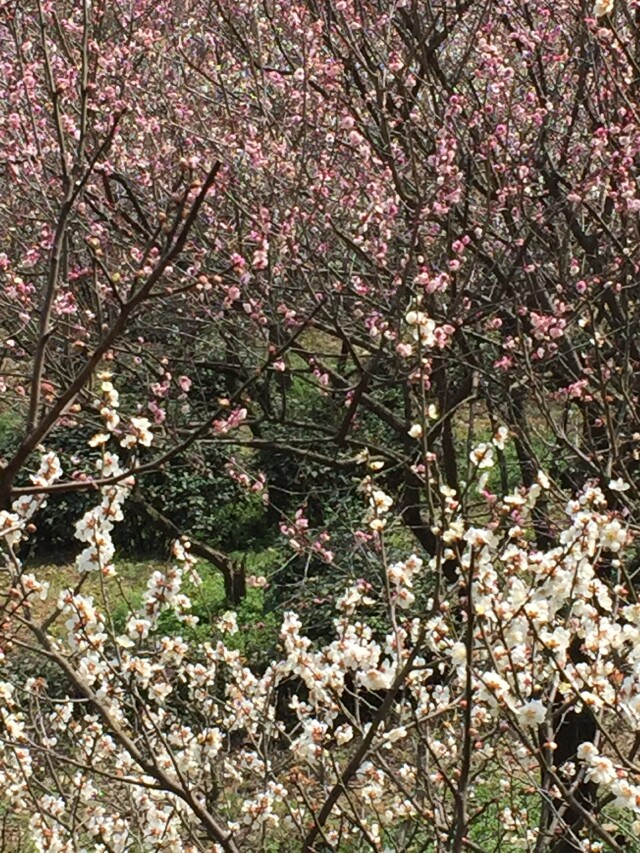 今年又新莘庄梅园),今年看到途牛有苏州光福香雪海梅花节-斜塘