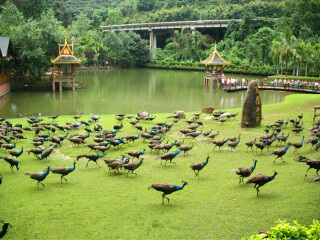 去云南麗江靠譜的旅行團(tuán)_現(xiàn)在去云南麗江旅游多少錢_報(bào)團(tuán)去云南麗江多少錢