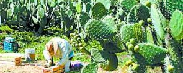 墨西哥有什么特产_墨西哥特产好吃吗_墨西哥