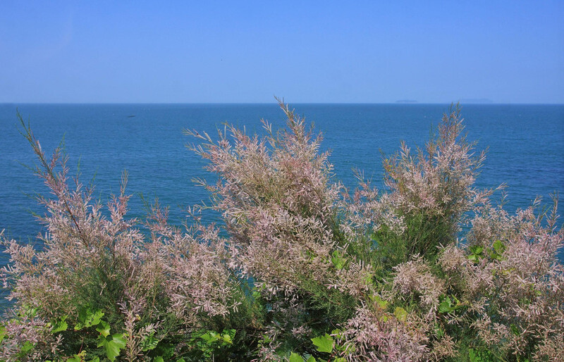 七月去莱阳旅游必备物品 7月莱阳比较热,带上几件棉质吸汗的短袖就可以了。另外紫外线和光线很强,为了不让自己晒黑可以带上防晒霜,并带上补水品及时补水。夏天这里多雨,因此可以带上伞和雨靴,怕麻烦的游客可以准备一个小包来放水和食物。如果你因为炎热感到心烦气燥的话,可以带上一些干菊花去泡泡茶降降火气。想去浴场游泳的游客带上自己的泳衣和防滑拖鞋。 七月去莱阳旅游景点推荐 莱阳*著名的就是娘娘山了,这里门票需要40元,到这里吸上一口清新的空气你会感到心情很舒坦。登上山顶不仅可以去寺庙烧香,还可以拿起自己的相机拍摄一