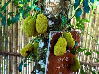泰國(guó)旅游價(jià)格多少跟團(tuán)_泰國(guó)游報(bào)價(jià)_泰國(guó)游 旅行團(tuán)