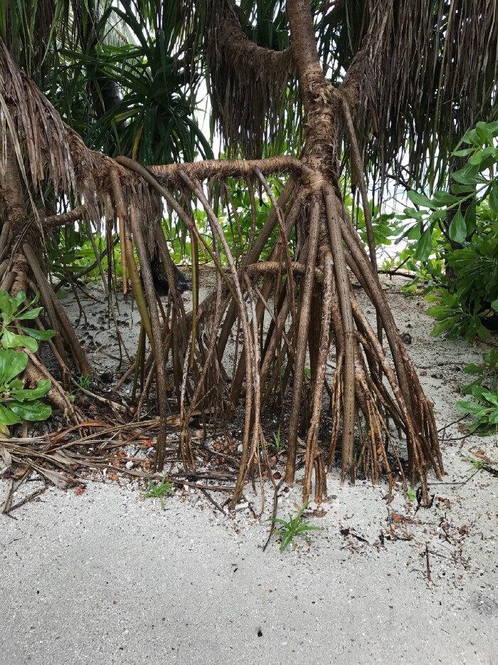 马尔代夫菲诺娜岛游记