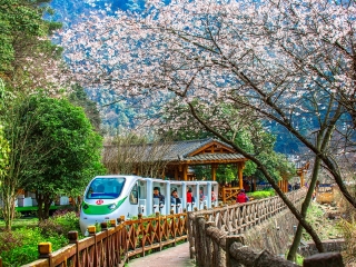 湖南張家界旅游跟團(tuán)需多少錢_湖南張家界高端品質(zhì)旅游團(tuán)_湖南張家界旅游組團(tuán)